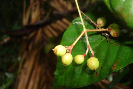 pendula
