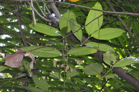 pendula