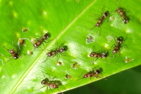 Dolichoderus thoracicus