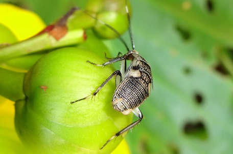 Cockroach