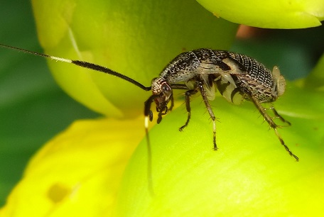 Cockroach