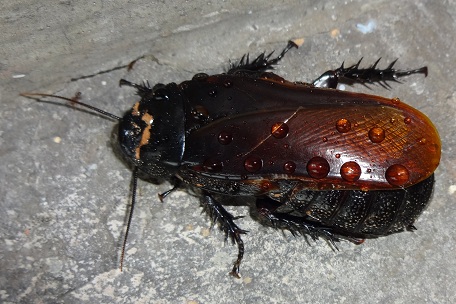 Panesthia sp.