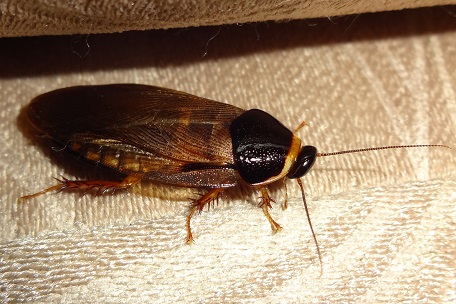 Pycnoscelus indicus