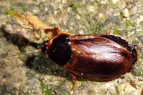 Pycnoscelus indicus
