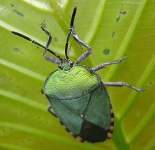 Giant Shield Bug
