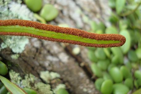 Pyrrosia piloselloides